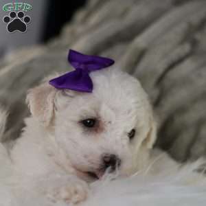 Bridget, Bichon Frise Puppy